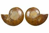 Cut & Polished, Agatized Ammonite Fossil - Madagascar #344490-1